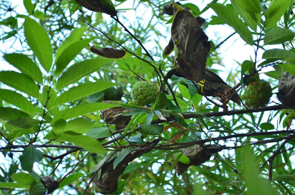 Vallee 69 Eco Villa-tissa,yala Tissamaharama